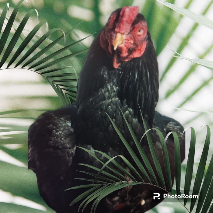 Ovos Cornish Férteis