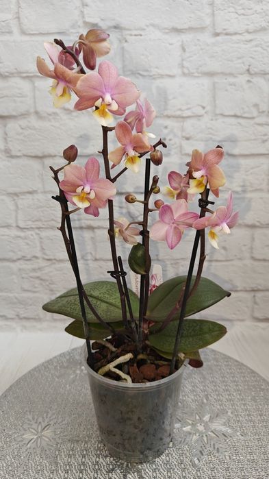 Орхідеї Квіти Сорт Дикий кіт Бамбула Бронзовий будда Пиріг Роттердам