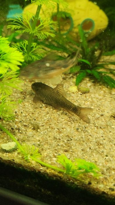 Peixe médico(garra rufa ) Excelente limpa-algas