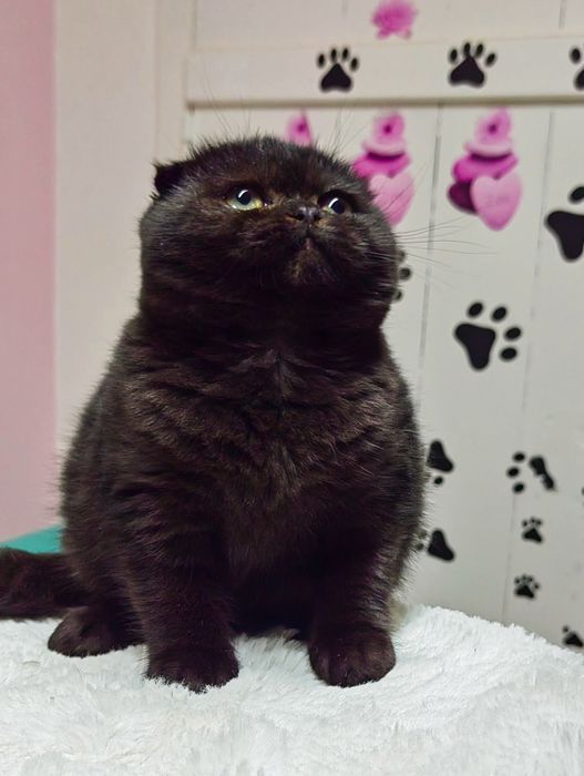 Menino scottish fold