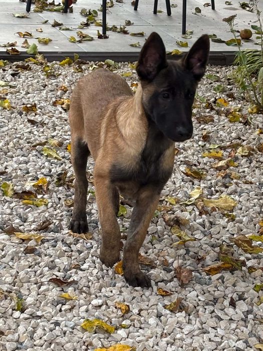 Owczarek belgijski malinois piesek