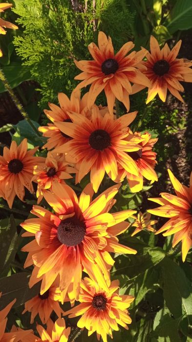 Zestaw nasion kwiatów.