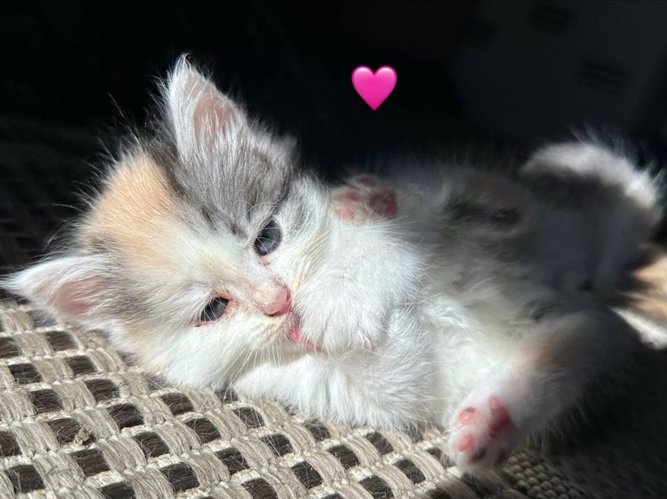 Отдам котят в хорошие руки