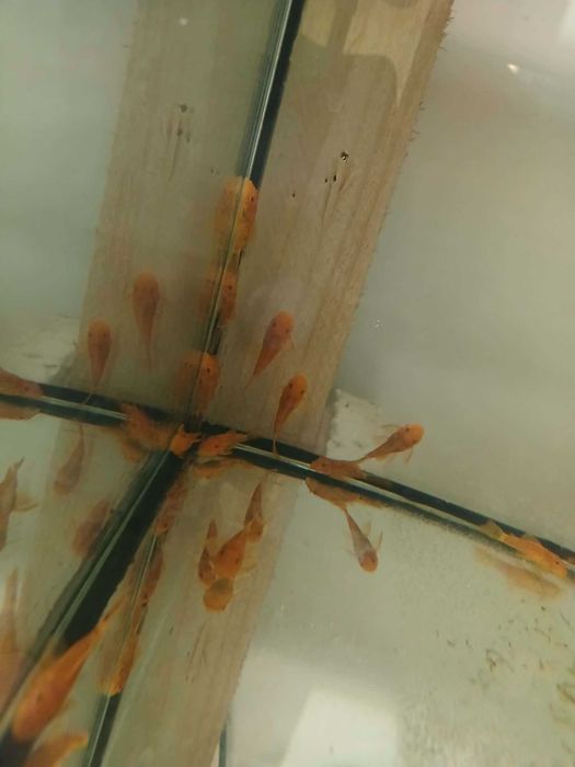 Glonojad czerwony Ancistrus sp red