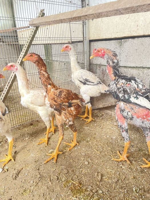 Pintos  indio gigante