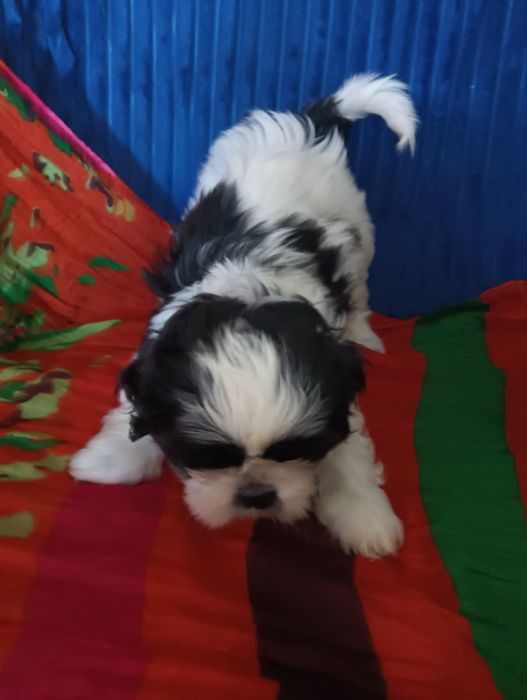 Szczeniak Bialo Czarny Shih Tzu  Suczka