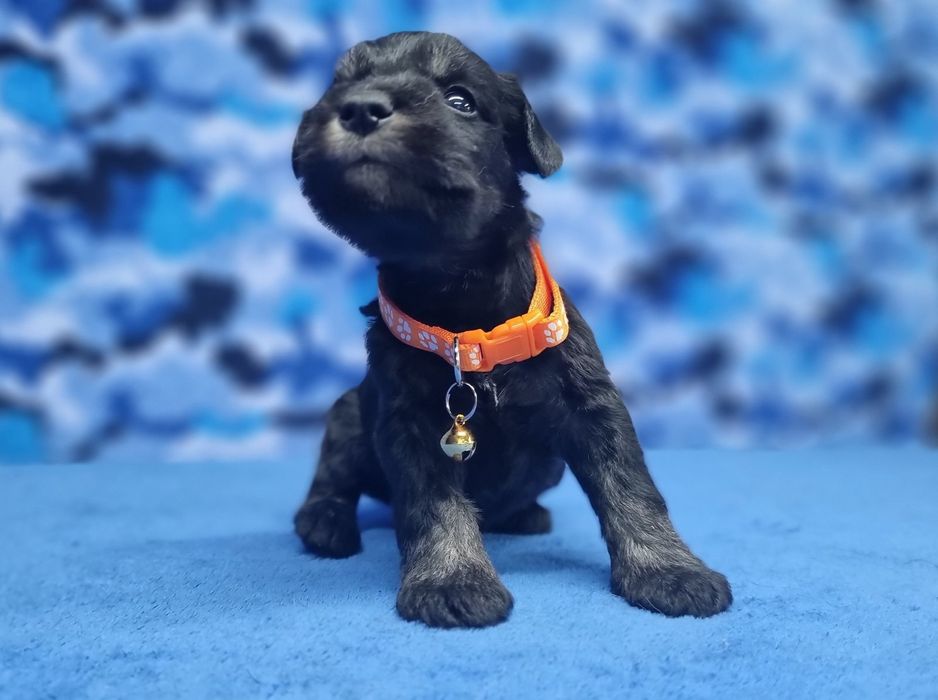 Цуценята цвергшнауцера