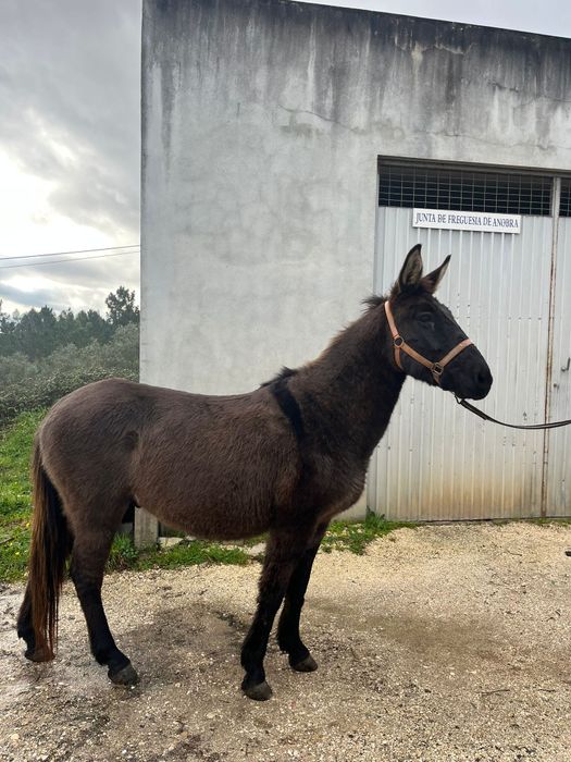 Macho, castrado oito anos
