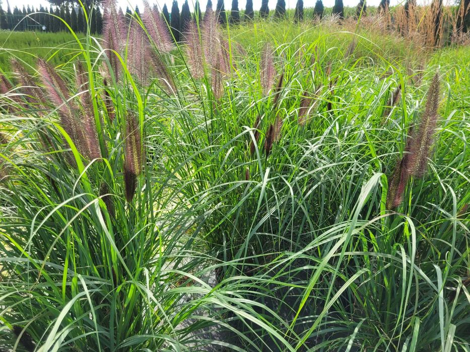 trawy trawa ozdobna  rozplenice miscanty carex