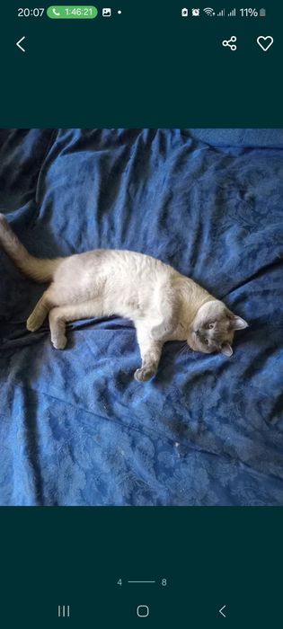Шотландські  кошенята скотіш  хайленд-страйт.