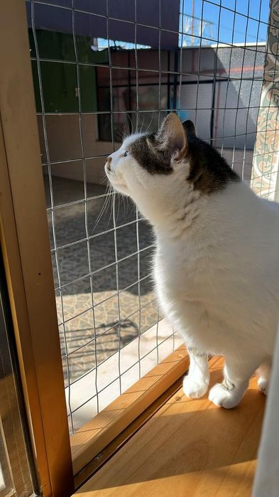 Redes de proteção para gatos/Redes anti-queda/Proteção para janelas