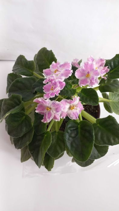 Фіалка сенполія кімнатна рослина