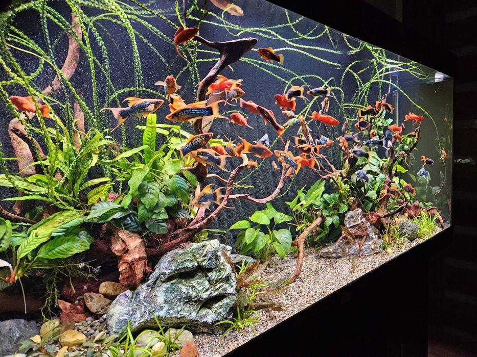 Mieczyk odmiana lira Hamburg, Tuxedo l