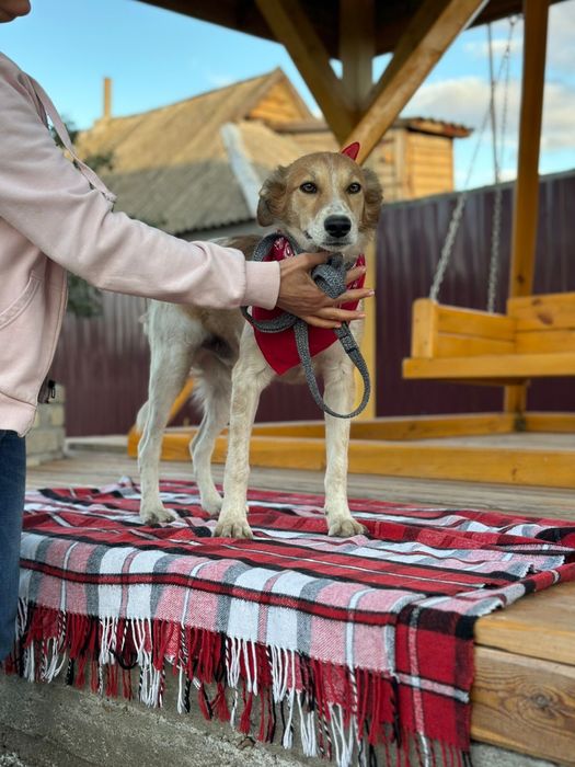 Собака мальчик отдаем в добрые руки