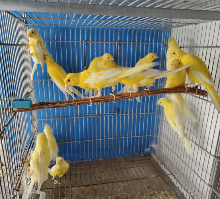 Canários llarguet espanhol