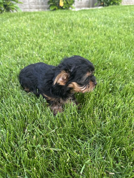 Yorkschire Terrier