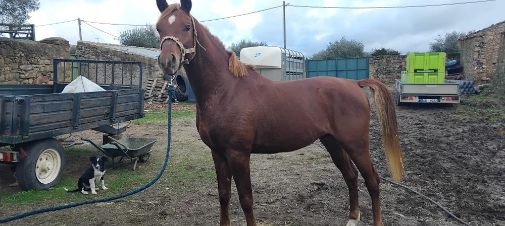 Vende-se poldro árabe com 3 anos