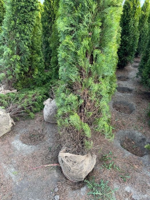 Thuja Smaragd Tuja Szmaragd stożkowa 200-250 cm na żywopłot Tanio