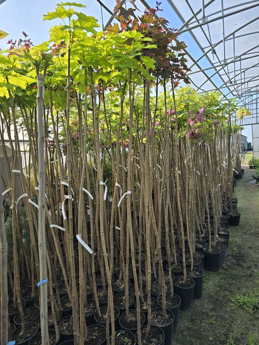 Catalpa bignoniowa nana surmia 150-220 cm katalpa wolsztyn poznan