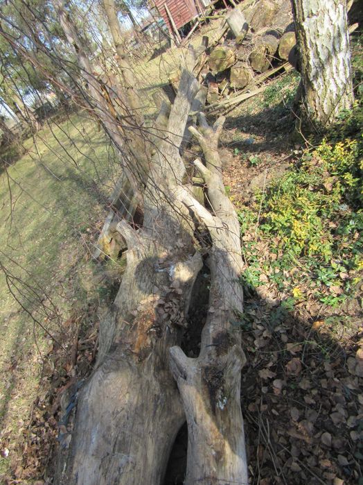 Drzewo dab do opalu i meblarstwa