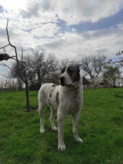 Продам цуценят алабая!