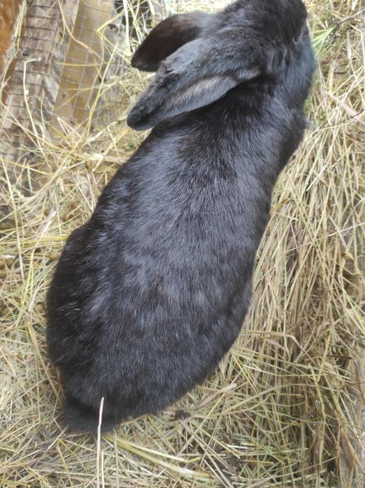 Кролички Крольчихи Кролики