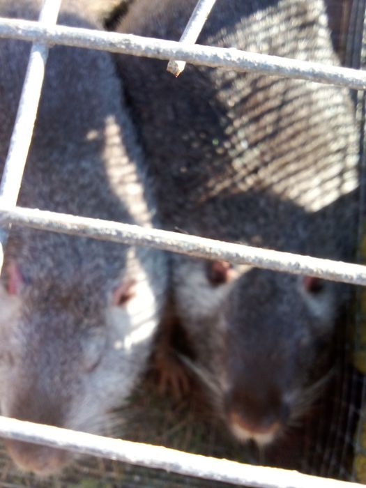 Продам кролів  різного віку