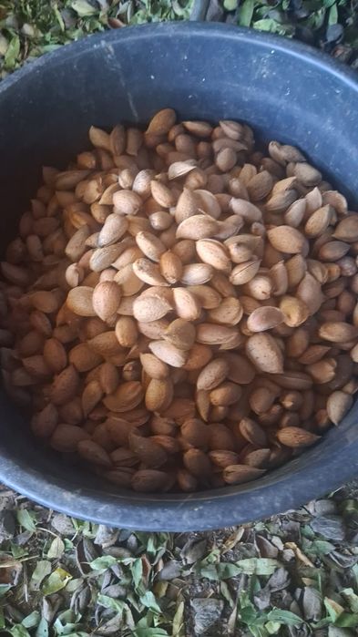 AMÊNDOA com casca — 2€/KG