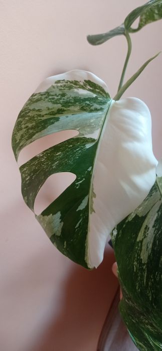 Монстера варієгантна, альба