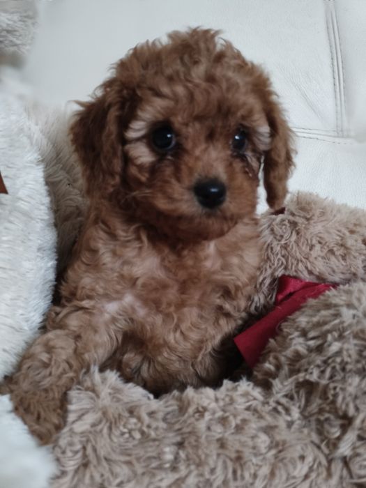 Пулель той мини пудель