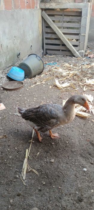 Vendo casal de patos gansos