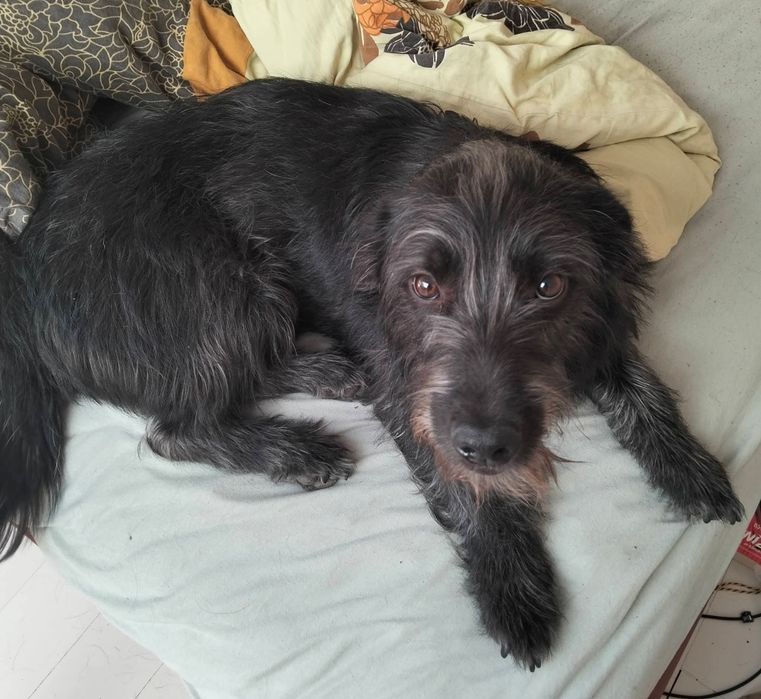 Piesek do Adopcji