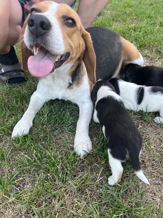 Oddam pieski - mama beagle