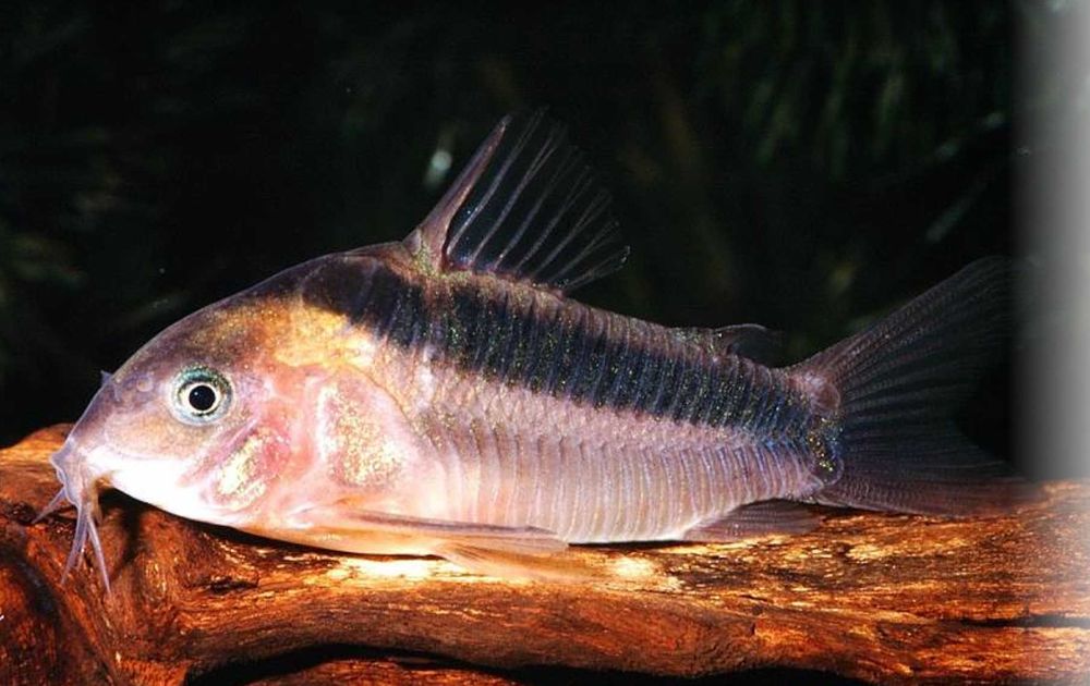 Kirysek rdzawy - Kirys czerwony - Corydoras rabauti - dowóz, wysyłka
