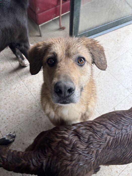 BEKAS - cadela para adoção responsavel