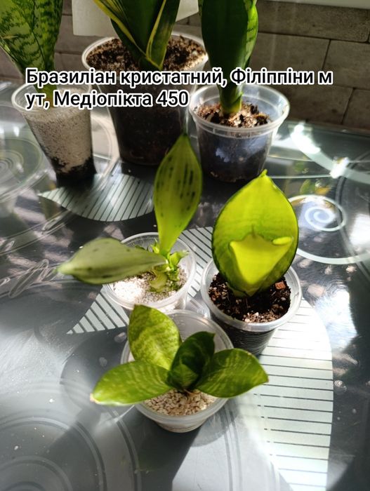 Сансевієрія Деніс, Філіппіни шикарна генетика