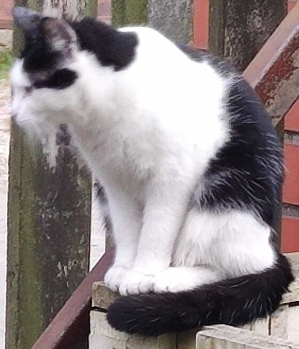 ZAGINIONA kotka ZUZA o maści Biało-Czarnej