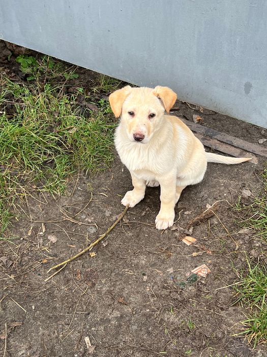 Цуценята хлопчики в добрі руки