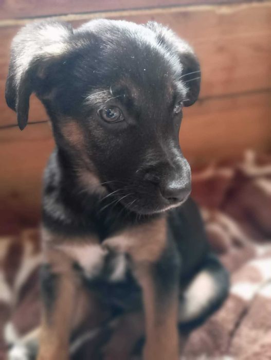 Misty – kiedy strach zamienia się w miłość