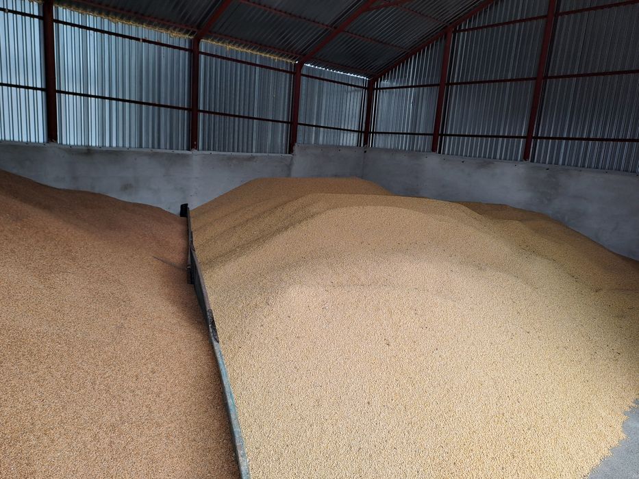 Продам класичну сою 60 т