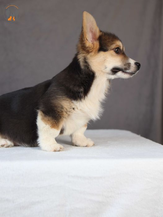 Welsh Corgi Pembroke - rodzice przebadani na chor. gen