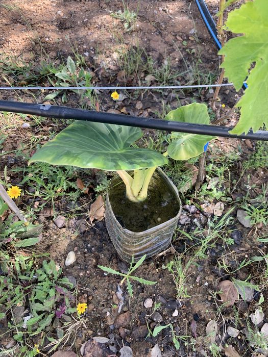 Alocasia orelha de elefante