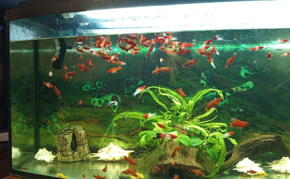 Mieczyki koi i kohaku