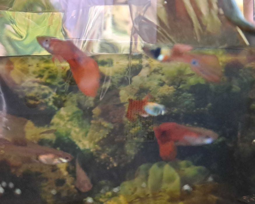 Гуппі - рибки живородки