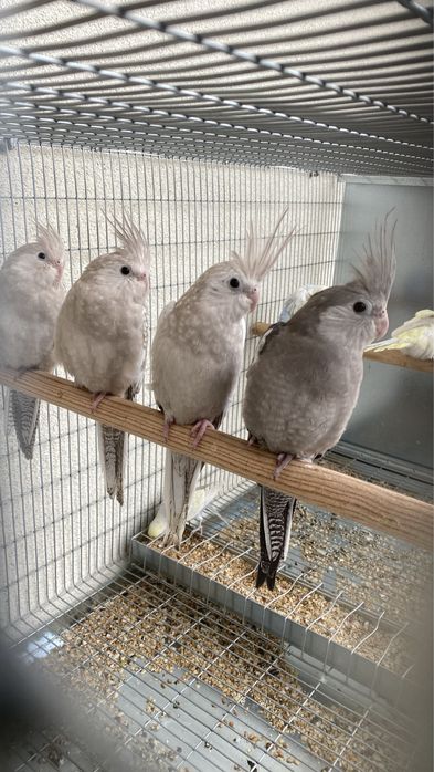 Aves novas de 2026