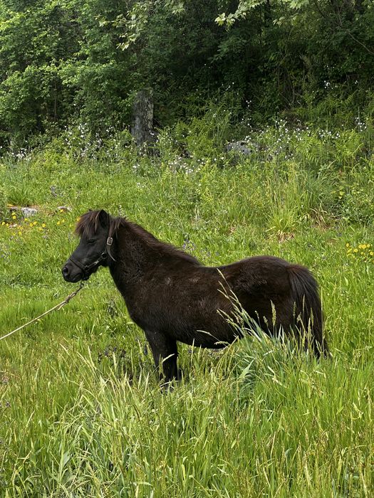 Ponei shetland anão
