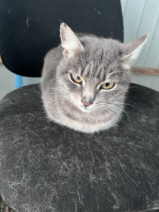 Кішка та кошеня(підліток) безкоштовно