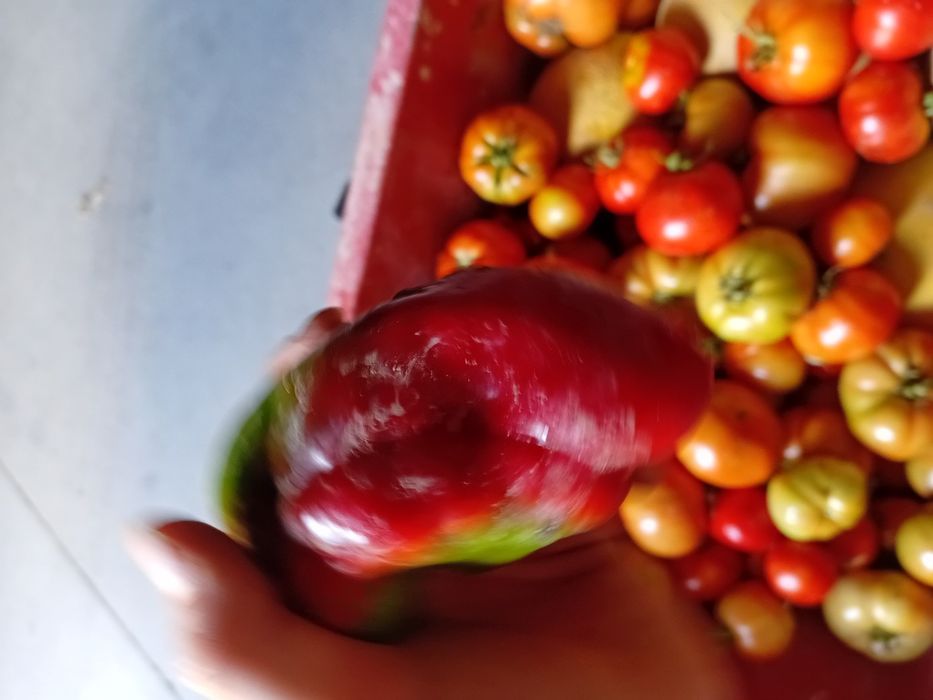 Vendemos legumes