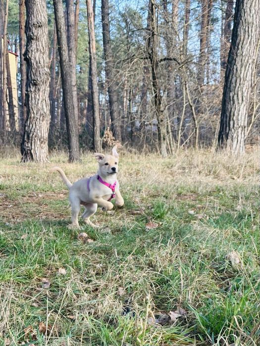 Безкоштовно, щеня в хороші руки
