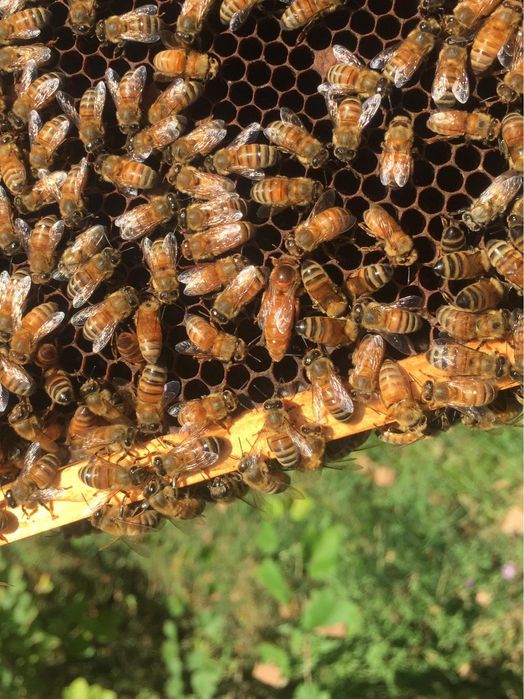 Продам Матки Итальянской Породы